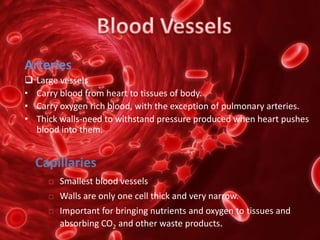 Arteries
 Large vessels
• Carry blood from heart to tissues of body.
• Carry oxygen rich blood, with the exception of pulmonary arteries.
• Thick walls-need to withstand pressure produced when heart pushes
blood into them.
 Smallest blood vessels
 Walls are only one cell thick and very narrow.
 Important for bringing nutrients and oxygen to tissues and
absorbing CO2 and other waste products.
Capillaries
 