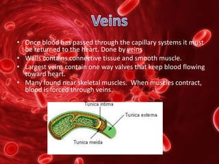 • Once blood has passed through the capillary systems it must
be returned to the heart. Done by veins
• Walls contains connective tissue and smooth muscle.
• Largest veins contain one way valves that keep blood flowing
toward heart.
• Many found near skeletal muscles. When muscles contract,
blood is forced through veins.
 