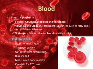 • Plasma proteins
– 3 Types: Albumins, globulins and fibrinogen.
– Albumins and Globulins- transport substances such as fatty acids,
hormones and vitamins.
– Fibrinogen- Responsible for blood’s ability to clot
Most numerous type
Transport oxygen
Get color from hemoglobin
Disk shaped
Made in red bone marrow
Circulate for 120 days
 