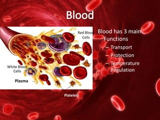 Blood has 3 main
Functions
– Transport
– Protection
– Temperature
Regulation
Plasma
Red Blood
Cells
Platelets
White Blood
Cells
 
