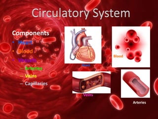 Components
• Heart
• Blood
• Vessels
– Arteries
– Veins
– Capillaries
Heart
Blood
Arteries
Veins
 