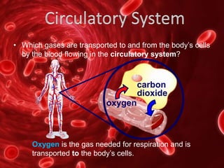 • Which gases are transported to and from the body’s cells
by the blood flowing in the circulatory system?
carbon
dioxide
oxygen
Oxygen is the gas needed for respiration and is
transported to the body’s cells.
 