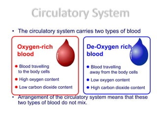 • The circulatory system carries two types of blood
• Arrangement of the circulatory system means that these
two types of blood do not mix.
Oxygen-rich
blood
c
De-Oxygen rich
blood
 Blood travelling
to the body cells
 High oxygen content
 Low carbon dioxide content
 Blood travelling
away from the body cells
 Low oxygen content
 High carbon dioxide content
 