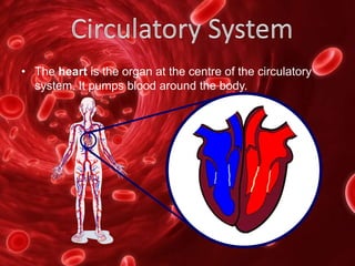 • The heart is the organ at the centre of the circulatory
system. It pumps blood around the body.
 