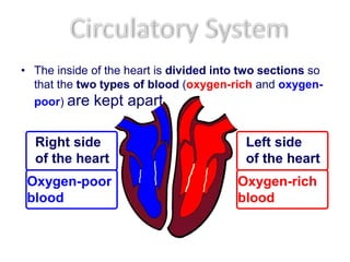 • The inside of the heart is divided into two sections so
that the two types of blood (oxygen-rich and oxygen-
poor) are kept apart
Oxygen-poor
blood
Right side
of the heart
Oxygen-rich
blood
Left side
of the heart
 