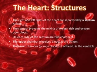 • The right and left sides of the heart are separated by a septum,
or wall.
• The septum prevents the mixing of oxygen rich and oxygen
poor blood.
• On each side of the septum are two chambers.
• The upper chamber (receives blood) is the atrium.
• The lower chamber (pumps blood out of heart) is the ventricle.
 