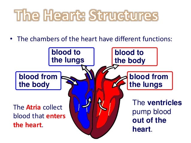 The circulatory system by Nitesh Sharma