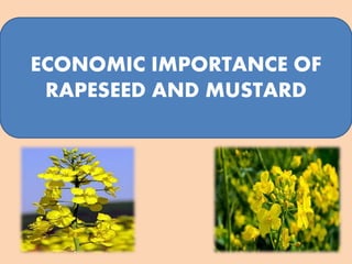 ECONOMIC IMPORTANCE OF
RAPESEED AND MUSTARD
 