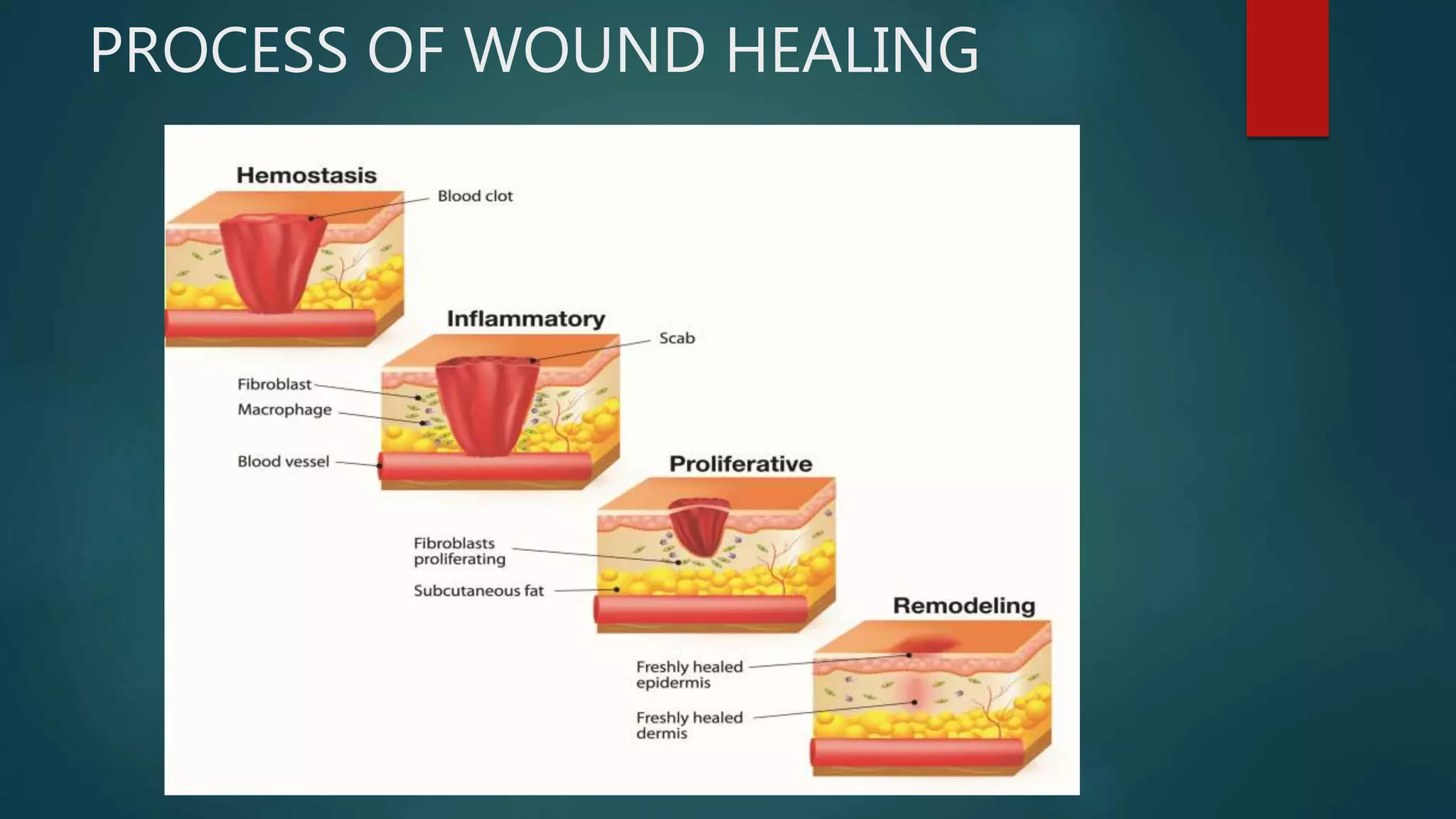Skin tissue engineering | PPTX