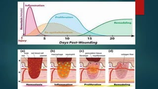 Skin tissue engineering | PPTX