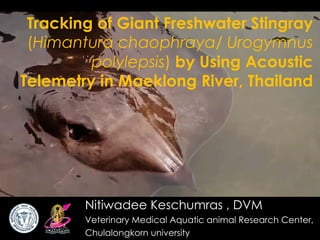 Tracking of Giant Freshwater Stingray
(Himantura chaophraya/ Urogymnus
polylepsis) by Using Acoustic
Telemetry in Maeklong River, Thailand
Nitiwadee Keschumras , DVM
Veterinary Medical Aquatic animal Research Center,
Chulalongkorn university
 