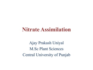 Nitrate Assimilation
Ajay Prakash Uniyal
M.Sc Plant Sciences
Central University of Punjab
 