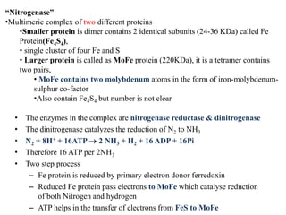 “Nitrogenase”
•Multimeric complex of two different proteins
•Smaller protein is dimer contains 2 identical subunits (24-36 KDa) called Fe
Protein(Fe4S4),
• single cluster of four Fe and S
• Larger protein is called as MoFe protein (220KDa), it is a tetramer contains
two pairs,
• MoFe contains two molybdenum atoms in the form of iron-molybdenum-
sulphur co-factor
•Also contain Fe4S4 but number is not clear
• The enzymes in the complex are nitrogenase reductase & dinitrogenase
• The dinitrogenase catalyzes the reduction of N2 to NH3
• N2 + 8H+ + 16ATP  2 NH3 + H2 + 16 ADP + 16Pi
• Therefore 16 ATP per 2NH3
• Two step process
– Fe protein is reduced by primary electron donor ferredoxin
– Reduced Fe protein pass electrons to MoFe which catalyse reduction
of both Nitrogen and hydrogen
– ATP helps in the transfer of electrons from FeS to MoFe
 