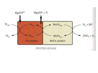 Nitrate assimilation