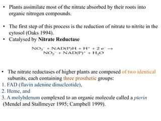 • Plants assimilate most of the nitrate absorbed by their roots into
organic nitrogen compounds.
• The first step of this process is the reduction of nitrate to nitrite in the
cytosol (Oaks 1994).
• Catalysed by Nitrate Reductase
• The nitrate reductases of higher plants are composed of two identical
subunits, each containing three prosthetic groups:
1. FAD (flavin adenine dinucleotide),
2. Heme, and
3. A molybdenum complexed to an organic molecule called a pterin
(Mendel and Stallmeyer 1995; Campbell 1999).
 