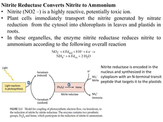 Nitrite Reductase Converts Nitrite to Ammonium
• Nitrite (NO2 –) is a highly reactive, potentially toxic ion.
• Plant cells immediately transport the nitrite generated by nitrate
reduction from the cytosol into chloroplasts in leaves and plastids in
roots.
• In these organelles, the enzyme nitrite reductase reduces nitrite to
ammonium according to the following overall reaction
Nitrite reductase is encoded in the
nucleus and synthesized in the
cytoplasm with an N-terminal transit
peptide that targets it to the plastids
 