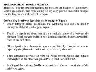 BIOLOGICAL NITROGEN FIXATION
Biological nitrogen fixation accounts for most of the fixation of atmospheric
N2 into ammonium, thus representing the key entry point of molecular nitrogen
into the biogeochemical cycle of nitrogen.
Establishing Symbiosis Requires an Exchange of Signals
• Under nitrogen-limited conditions, the symbionts seek out one another
through an elaborate exchange of signals.
• The first stage in the formation of the symbiotic relationship between the
nitrogen-fixing bacteria and their host is migration of the bacteria toward the
roots of the host plant.
• This migration is a chemotactic response mediated by chemical attractants,
especially (iso)flavonoids and betaines, secreted by the roots.
• These attractants activate the rhizobial NodD protein, which then induces
transcription of the other nod genes (Phillips and Kapulnik 1995).
• Binding of the activated NodD to the nod box induces transcription of the
other nod genes.
 