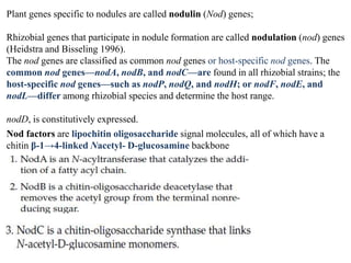 Plant genes specific to nodules are called nodulin (Nod) genes;
Rhizobial genes that participate in nodule formation are called nodulation (nod) genes
(Heidstra and Bisseling 1996).
The nod genes are classified as common nod genes or host-specific nod genes. The
common nod genes—nodA, nodB, and nodC—are found in all rhizobial strains; the
host-specific nod genes—such as nodP, nodQ, and nodH; or nodF, nodE, and
nodL—differ among rhizobial species and determine the host range.
nodD, is constitutively expressed.
Nod factors are lipochitin oligosaccharide signal molecules, all of which have a
chitin β-1→4-linked Nacetyl- D-glucosamine backbone
 