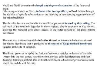 NodE and NodF determine the length and degree of saturation of the fatty acyl
chain
Other enzymes, such as NodL, influence the host specificity of Nod factors through
the addition of specific substitutions at the reducing or nonreducing sugar moieties of
the chitin backbone.
The rhizobia become enclosed in the small compartment formed by the curling. The
cell wall of the root hair degrades in these regions, also in response to Nod factors,
allowing the bacterial cells direct access to the outer surface of the plant plasma
membrane
The next step is formation of the infection thread an internal tubular extension of
the plasma membrane that is produced by the fusion of Golgi-derived membrane
vesicles at the site of infection.
The thread grows at its tip by the fusion of secretory vesicles to the end of the tube.
Deeper into the root cortex, near the xylem, cortical cells dedifferentiate and start
dividing, forming a distinct area within the cortex, called a nodule primordium, from
which the nodule will develop.
 