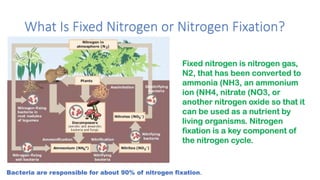 What Is Fixed Nitrogen or Nitrogen Fixation?
Bacteria are responsible for about 90% of nitrogen fixation.
Fixed nitrogen is nitrogen gas,
N2, that has been converted to
ammonia (NH3, an ammonium
ion (NH4, nitrate (NO3, or
another nitrogen oxide so that it
can be used as a nutrient by
living organisms. Nitrogen
fixation is a key component of
the nitrogen cycle.
 