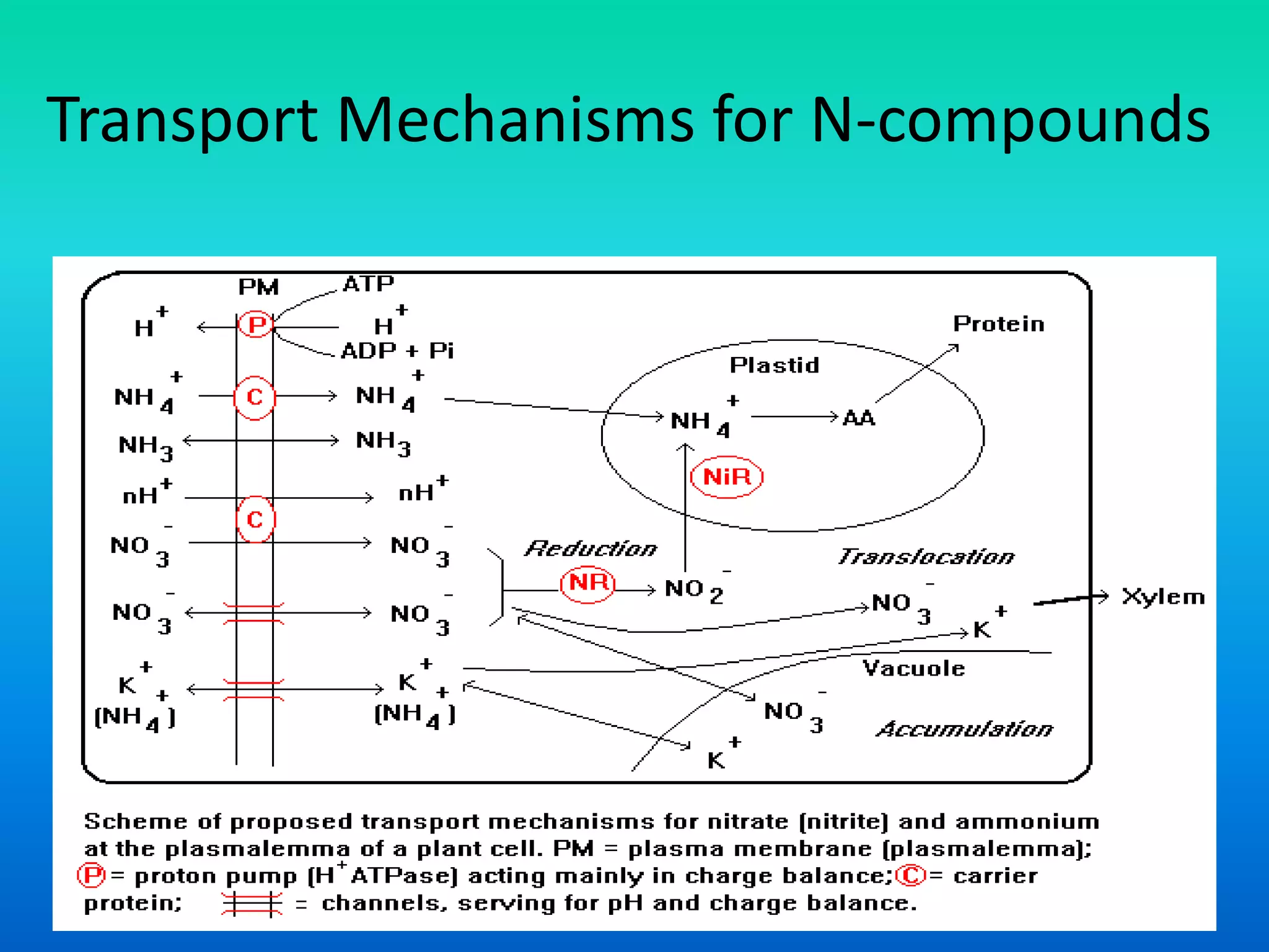 Transport Mechanisms for N-compounds
 