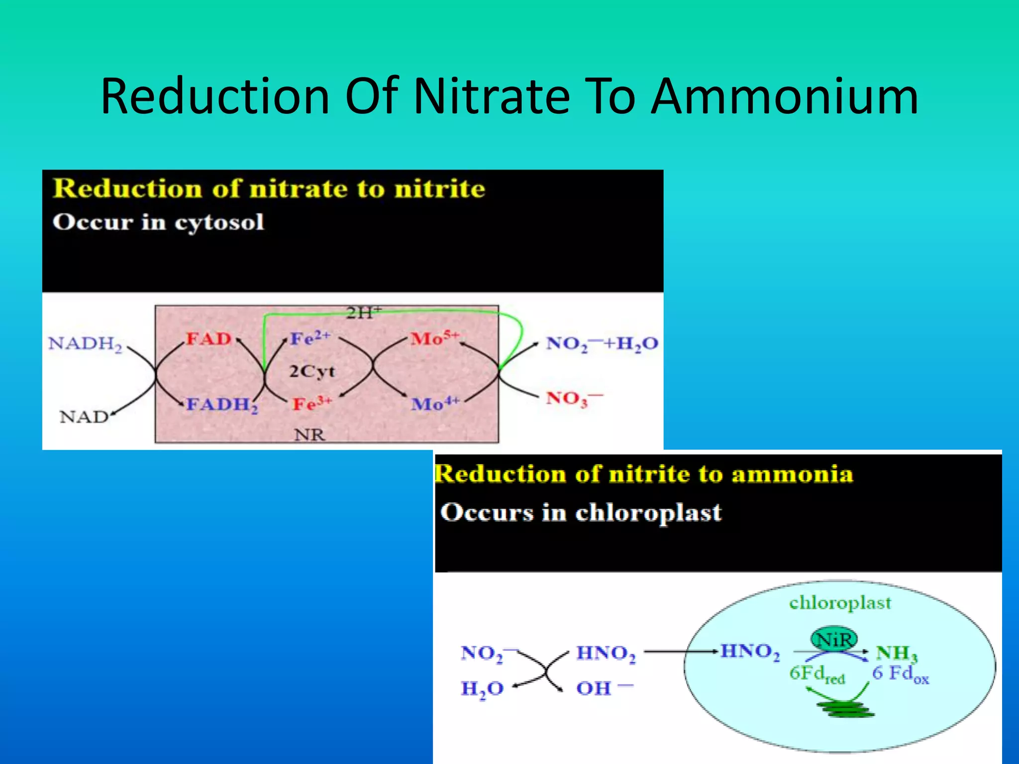 Reduction Of Nitrate To Ammonium
 
