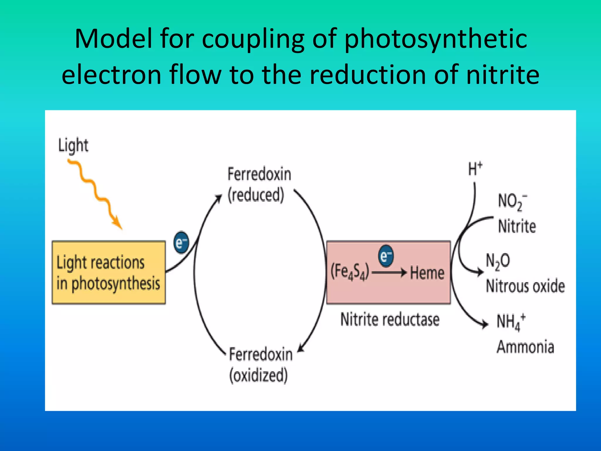 Model for coupling of photosynthetic
electron flow to the reduction of nitrite
 
