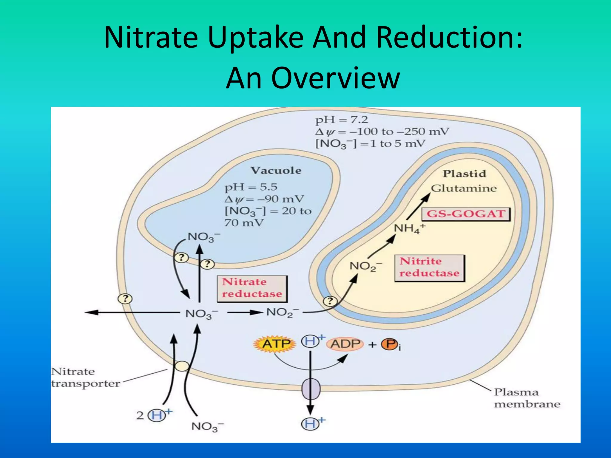 Nitrate Uptake And Reduction:
An Overview
 