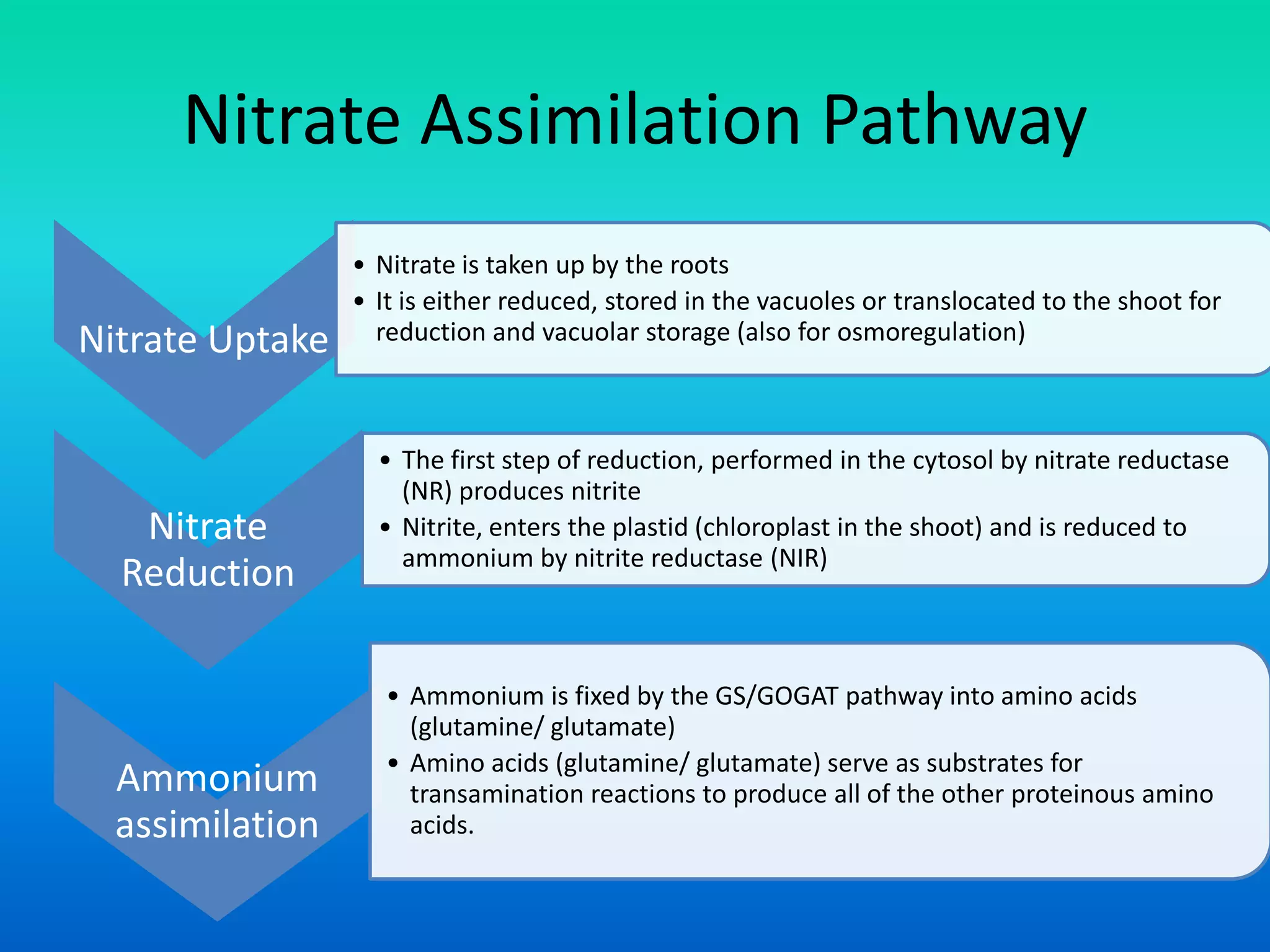 Nitrate Assimilation Pathway
Nitrate Uptake
• Nitrate is taken up by the roots
• It is either reduced, stored in the vacuoles or translocated to the shoot for
reduction and vacuolar storage (also for osmoregulation)
Nitrate
Reduction
• The first step of reduction, performed in the cytosol by nitrate reductase
(NR) produces nitrite
• Nitrite, enters the plastid (chloroplast in the shoot) and is reduced to
ammonium by nitrite reductase (NIR)
Ammonium
assimilation
• Ammonium is fixed by the GS/GOGAT pathway into amino acids
(glutamine/ glutamate)
• Amino acids (glutamine/ glutamate) serve as substrates for
transamination reactions to produce all of the other proteinous amino
acids.
 