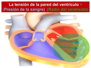 La tensión de la pared del ventrículo =
(Presión de la sangre) (Radio del ventrículo)
 