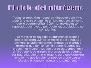 El ciclo del nitrógeno Todas los seres vivos necesitan nitrógeno para vivir, pero éste no se encuentra en la atmósfera de forma que lo puedan utilizar. Sólo si las moléculas son separadas por rayos o por bacterias, asociadas o no con plantas.  La mayoría de las plantas obtienen el oxígeno necesario para vivir de los suelos o del agua. Los animales lo obtienen alimentándose de plantas o animales que contienen nitrógeno. Cuando los organismos mueren, sus cuerpos se descomponen y el nitrógeno llega al suelo o al agua de los océanos. Las bacterias alteran el nitrógeno para que adquiera una forma que las plantas pueden usar o que se disuelva en agua y regresar a la atmósfera.  