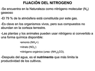 FIJACIÓN DEL NITROGENO
-Se encuentra en la Naturaleza como nitrógeno molecular (N2)
gaseoso
-El 79 % de la atmósfera está constituida por este gas.
-Es clave en los organismos vivos, pero sus compuestos no
abundan en la corteza terrestre.
-Las plantas y los animales pueden usar nitrógeno si convertido a
una forma química disponible:
•amonio (NH4+)
•nitrato (NO3
-)
•nitrógeno orgánico (urea -(NH3)2CO).
-Después del agua, es el nutrimento que más limita la
productividad de los cultivos.
 
