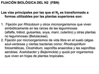 FIJACIÓN BIOLÓGICA DEL N2 (FBN)
Las vías principales por las que el N2 es transformado a
formas utilizables por las plantas superiores son:
1. Fijación por Rhizobium y otros microorganismos que viven
simbióticamente en las raíces de las leguminosas
(alfalfa, trébol, guisantes, soya, maní, culantro) y otras plantas
no leguminosas (Betulaceae).
2. Fijación por microorganismos de vida libre en el suelo (algas
azul-verdosas y ciertas bacterias como: Rhodospirillum
fotosintéticas, Clostridium, saprofita anaerobia y las saprofitas
aerobias: Acetobacter y Beijerinckia) y quizá por organismos
que viven en hojas de plantas tropicales.
 