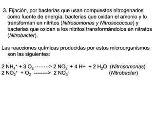 3. Fijación, por bacterias que usan compuestos nitrogenados
como fuente de energía; bacterias que oxidan el amonio y lo
transforman en nitritos (Nitrosomonas y Nitrosococcus) y
bacterias que oxidan a los nitritos transformándolos en nitratos
(Nitrobacter).
Las reacciones químicas producidas por estos microorganismos
son las siguientes:
2 NH4
+ + 3 O2 --------> 2 NO2
- + 4 H+ + 2 H2O (Nitrosomonas)
2 NO2
+ + O2 --------> 2 NO3
- (Nitrobacter)
 