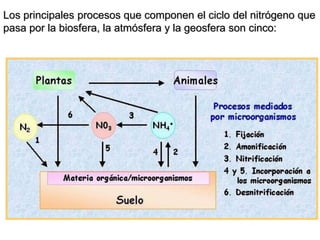 Los principales procesos que componen el ciclo del nitrógeno que
pasa por la biosfera, la atmósfera y la geosfera son cinco:
 