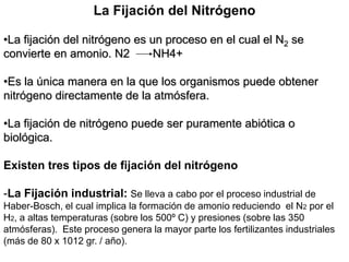 La Fijación del Nitrógeno
•La fijación del nitrógeno es un proceso en el cual el N2 se
convierte en amonio. N2 NH4+
•Es la única manera en la que los organismos puede obtener
nitrógeno directamente de la atmósfera.
•La fijación de nitrógeno puede ser puramente abiótica o
biológica.
Existen tres tipos de fijación del nitrógeno
-La Fijación industrial: Se lleva a cabo por el proceso industrial de
Haber-Bosch, el cual implica la formación de amonio reduciendo el N2 por el
H2, a altas temperaturas (sobre los 500º C) y presiones (sobre las 350
atmósferas). Este proceso genera la mayor parte los fertilizantes industriales
(más de 80 x 1012 gr. / año).
 