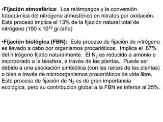 •Fijación atmosférica: Los relámpagos y la conversión
fotoquímica del nitrógeno atmosférico en nitratos por oxidación.
Este proceso implica el 13% de la fijación natural total de
nitrógeno (190 x 1012 gr./año)
•Fijación biológica (FBN): Este proceso de fijación de nitrógeno
es llevado a cabo por organismos procarióticos. Implica el 87%
del nitrógeno fijado naturalmente. El N2 es reducido a amonio e
incorporado a la biosfera, a través de las plantas. Puede ser
debido a una asociación simbiótica (con las raíces de las plantas)
o bien a través de microorganismos procarióticos de vida libre.
Este proceso de fijación de N2 es de gran importancia
ecológica, pero su contribución global a la FBN es inferior al 25%.
 