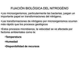 FIJACIÓN BIOLÓGICA DEL NITROGÉNO
•Los microorganismos, particularmente las bacterias, juegan un
importante papel en transformaciones del nitrógeno.
•Las transformaciones de nitrógeno por microorganismos ocurren
más rápido que los procesos geológicos
•Estos procesos microbianos, la velocidad se ve afectada por
factores ambientales como la:
•Temperatura
•Humedad
•Disponibilidad de recursos
 