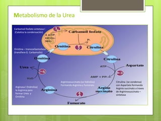 Metabolismo de la Urea
Carbamoil fosfato sintetasa I
(Cataliza la condensación)

Ornitina – transcarbamoilasa
(transfiere G. Carbamoilo)

Arginasa I (hidroliza)
la Arginina para
formar Urea y
Ornitina

Argininosuccinato (se hidroliza)
Formando Arginina y fumarato

Citrulina (se condensa)
con Aspartato formando
Arginio succinato a traves
de Argininosuccinato –
sintetasa

 