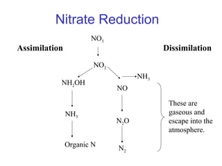 No2 Reduction Nitrification Process and Denitrification Process.ppt