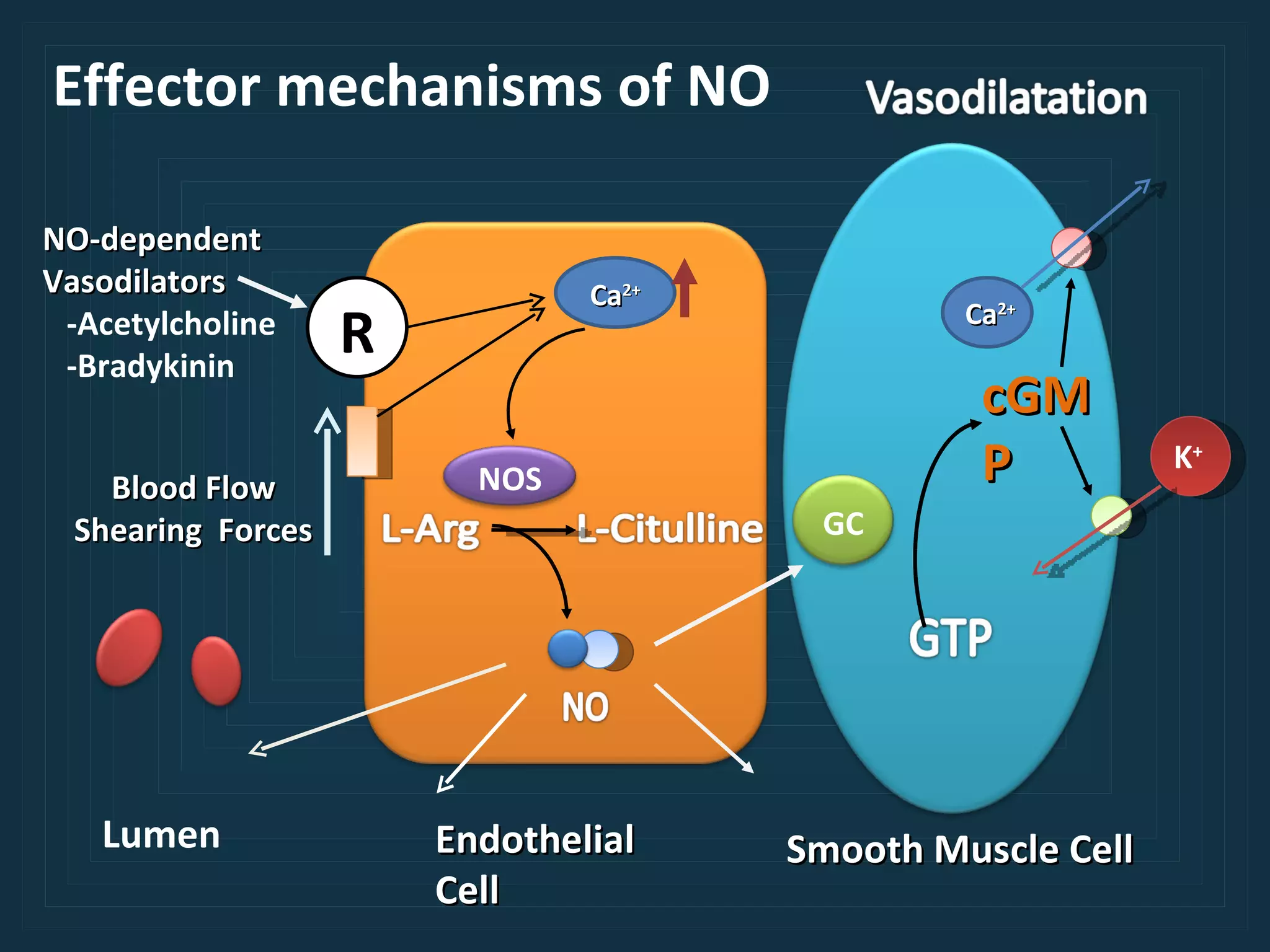 Effector mechanisms of NO Ca 2+ NO-dependent Vasodilators -Acetylcholine -Bradykinin Blood Flow Shearing  Forces R Endothelial Cell Smooth Muscle Cell NOS GC cGMP Lumen Ca 2+ K + 