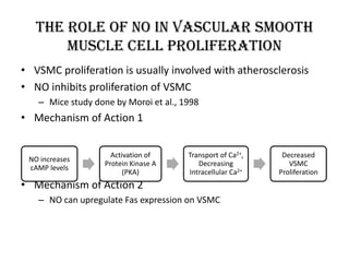 The Role of NO in Vascular Smooth
Muscle Cell Proliferation
• VSMC proliferation is usually involved with atherosclerosis
• NO inhibits proliferation of VSMC
– Mice study done by Moroi et al., 1998
• Mechanism of Action 1
• Mechanism of Action 2
– NO can upregulate Fas expression on VSMC
NO increases
cAMP levels
Activation of
Protein Kinase A
(PKA)
Transport of Ca2+,
Decreasing
Intracellular Ca2+
Decreased
VSMC
Proliferation
 