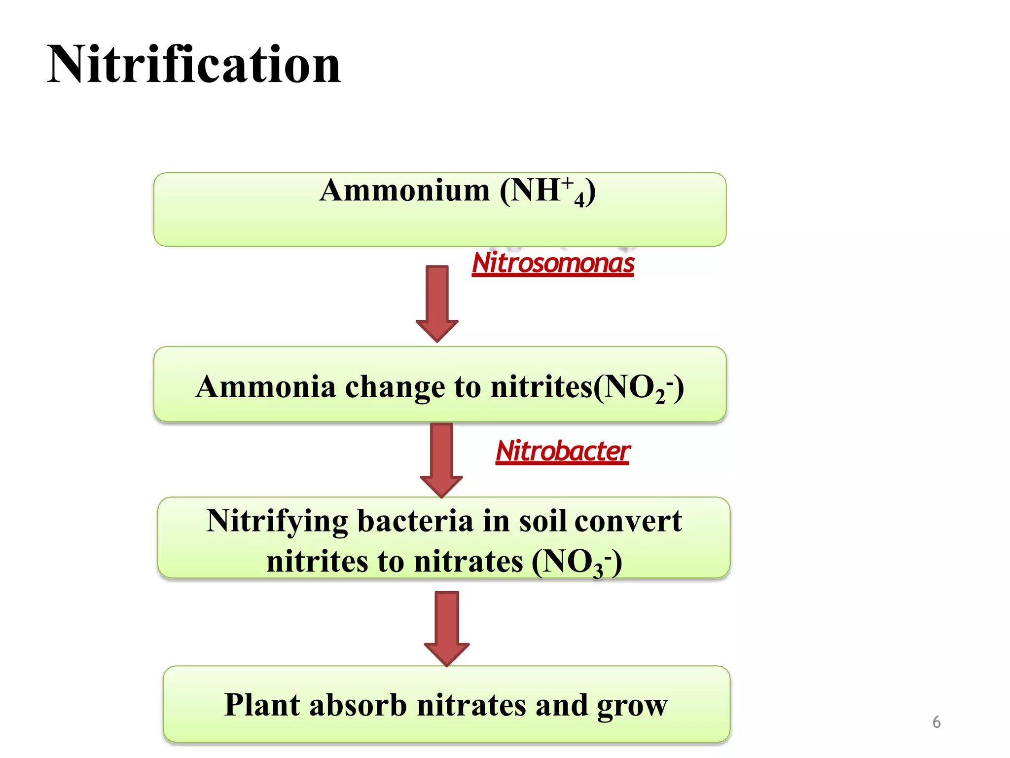 Plant absorb nitrates and grow
Ammonium (NH+
4)
Nitrosomonas
Ammonia change to nitrites(NO2
-)
Nitrobacter
Nitrifying bacteria in soil convert
nitrites to nitrates (NO3
-)
6
Nitrification
 