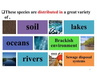 These species are distributed in a great variety
of ,
soil
oceans
rivers
lakes
Brackish
environment
Sewage disposal
systems
9
 