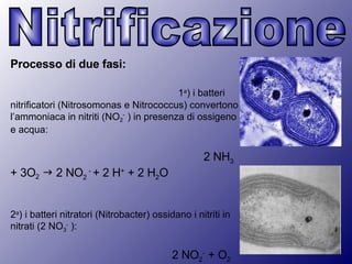 Processo di due fasi:   1 a ) i batteri nitrificatori (Nitrosomonas e Nitrococcus) convertono l’ammoniaca in nitriti (NO 2 -  ) in presenza di ossigeno e acqua:  2 NH 3  + 3O 2     2 NO 2  -  + 2 H +  + 2 H 2 O 2 a ) i batteri nitratori (Nitrobacter) ossidano i nitriti in nitrati (2 NO 3 -  ):  2 NO 2 -  + O 2    2 NO 3 - Nitrificazione 