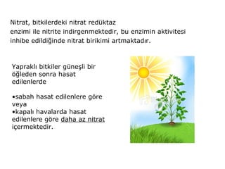 Nitrat, bitkilerdeki nitrat redüktaz
enzimi ile nitrite indirgenmektedir, bu enzimin aktivitesi
inhibe edildiğinde nitrat birikimi artmaktadır.
Yapraklı bitkiler güneşli bir
öğleden sonra hasat
edilenlerde
•sabah hasat edilenlere göre
veya
•kapalı havalarda hasat
edilenlere göre daha az nitrat
içermektedir.
 