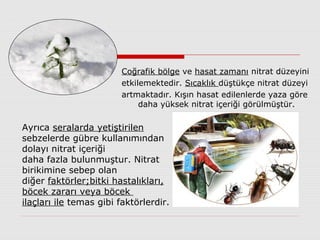 Coğrafik bölge ve hasat zamanı nitrat düzeyini
etkilemektedir. Sıcaklık düştükçe nitrat düzeyi
artmaktadır. Kışın hasat edilenlerde yaza göre
daha yüksek nitrat içeriği görülmüştür.
Ayrıca seralarda yetiştirilen
sebzelerde gübre kullanımından
dolayı nitrat içeriği
daha fazla bulunmuştur. Nitrat
birikimine sebep olan
diğer faktörler;bitki hastalıkları,
böcek zararı veya böcek
ilaçları ile temas gibi faktörlerdir.
 