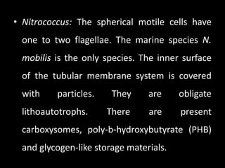 • Nitrococcus: The spherical motile cells have
 one to two flagellae. The marine species N.
 mobilis is the only species. The inner surface
 of the tubular membrane system is covered
 with     particles.    They    are     obligate
 lithoautotrophs.      There    are     present
 carboxysomes, poly-b-hydroxybutyrate (PHB)
 and glycogen-like storage materials.
 
