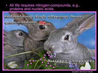 • All life requires nitrogen-compounds, e.g.,
proteins and nucleic acids.
• Air, which is 79% nitrogen gas (N2), is the major
reservoir of nitrogen.
• But most organisms cannot use nitrogen in this
form.
• Plants must secure their nitrogen in "fixed" form,
i.e., incorporated in compounds such as:
– nitrate ions (NO3−)
– ammonia (NH3)
– urea (NH2)2CO
• Animals secure their nitrogen (and all other)
compounds from plants (or animals that have
fed on plants).
Copyright © 2010 Ryan P. Murphy
 