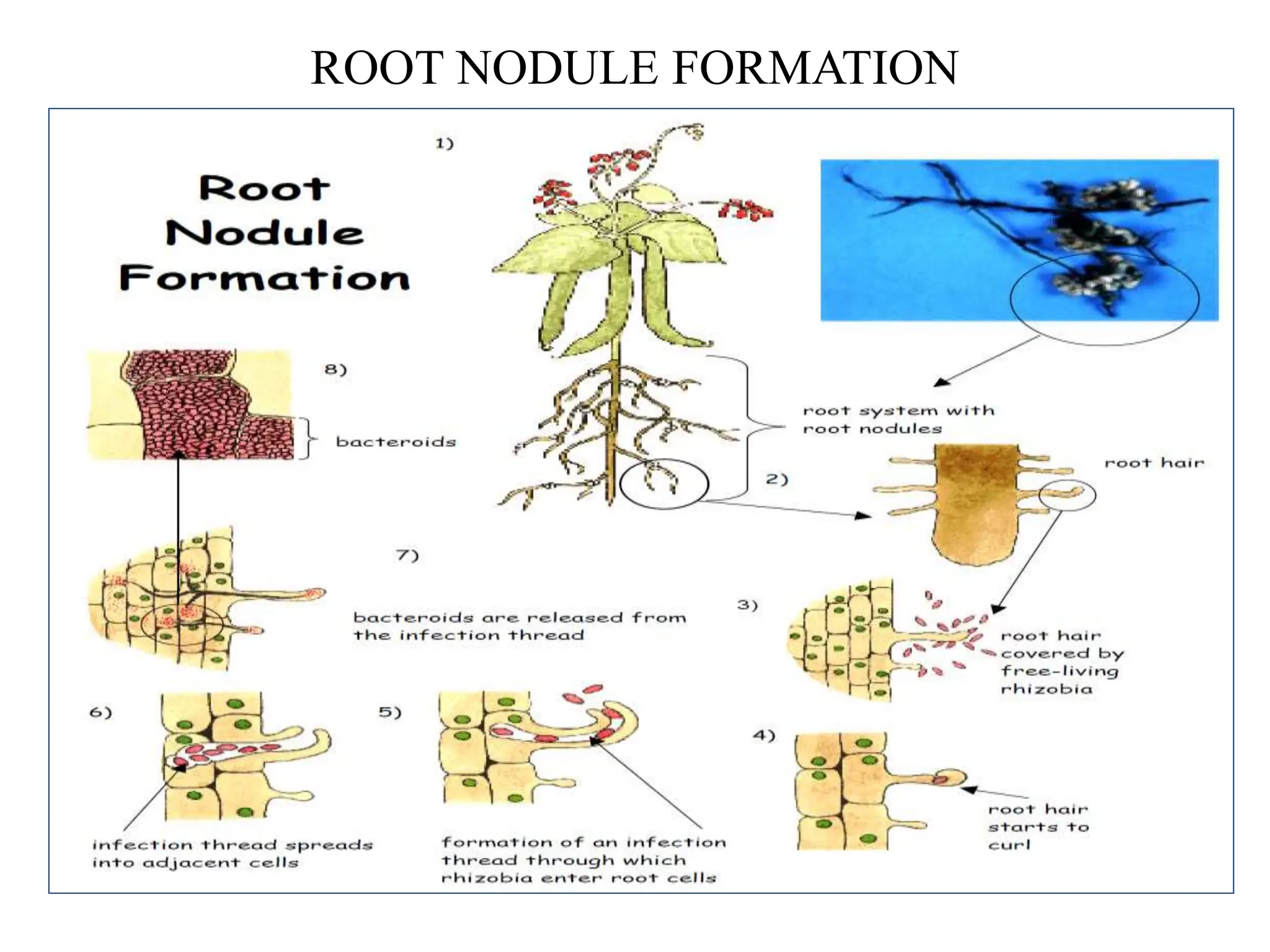 nitrogen cycle and biological nitrogen fixation | PPTX